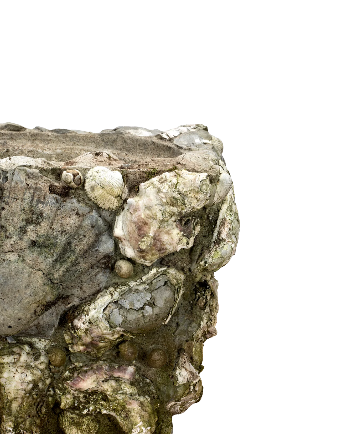 Shell Planters - Image 4